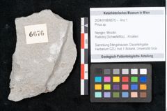 Foto (Objekt + Etikett) von Pinus sp. (NHMW-GEO-2024-0188-6676)